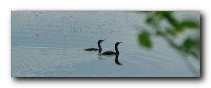 Double-crested Cormorants in quiet waters