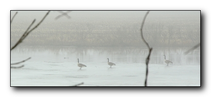 collage (from left): view from back side of pond, geese in fog, sunset